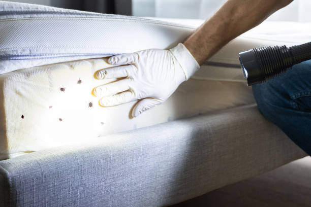 Best Ant Control Services  in Flatwoods, KY