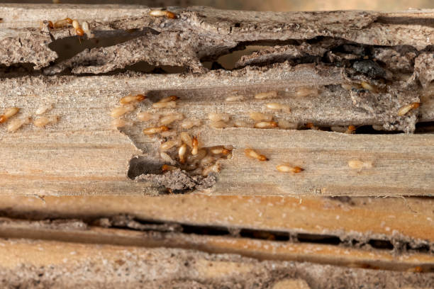 Best Best Pest Control Companies  in Flatwoods, KY