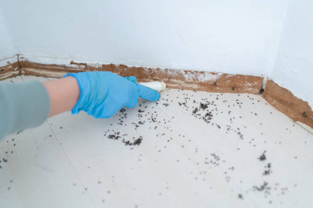 Best Termite Control Services  in Flatwoods, KY
